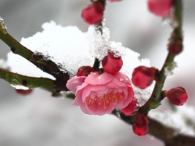 梅花樹一般什么時候開花？