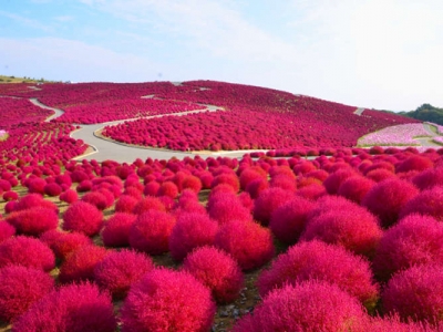 地膚種子種植時(shí)間是幾月？