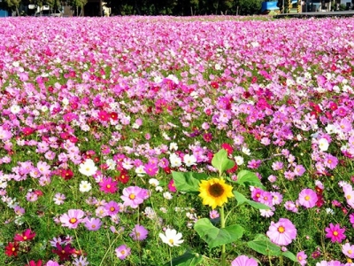 波斯菊花種子需要什么土？