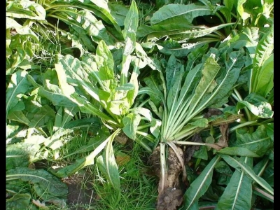 種植食葉草是騙局嗎