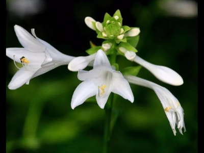 春夏都開(kāi)的宿根花卉