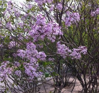 移栽丁香樹四十天不發(fā)芽