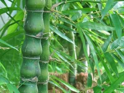 種植在公園的竹子叫什么竹