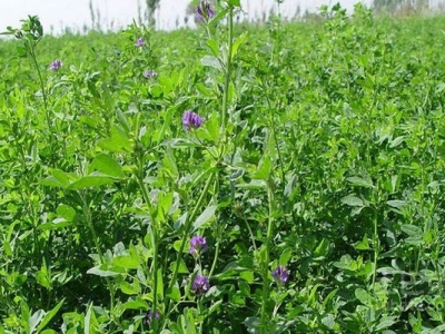 紫花苜蓿牧草6月能種嗎？