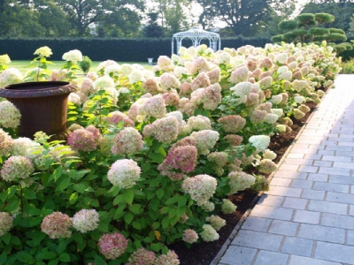 繡球花有味道嗎？