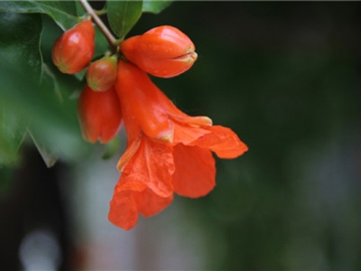 東北有石榴花樹嗎？