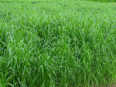 多年生黑麥草和一年生黑麥草有什么區(qū)別？