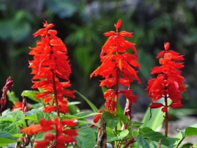 紅花鼠尾草和一串紅的區(qū)別是什么？