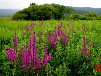 千屈菜與鼠尾草區(qū)別是什么？