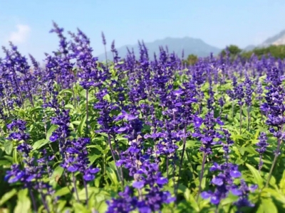 鼠尾草和魯冰花的區(qū)別在哪？