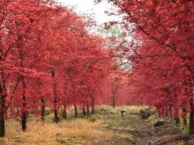 夏季什么時(shí)候移栽紅楓