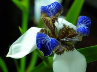 鳶尾花6月能移栽嗎