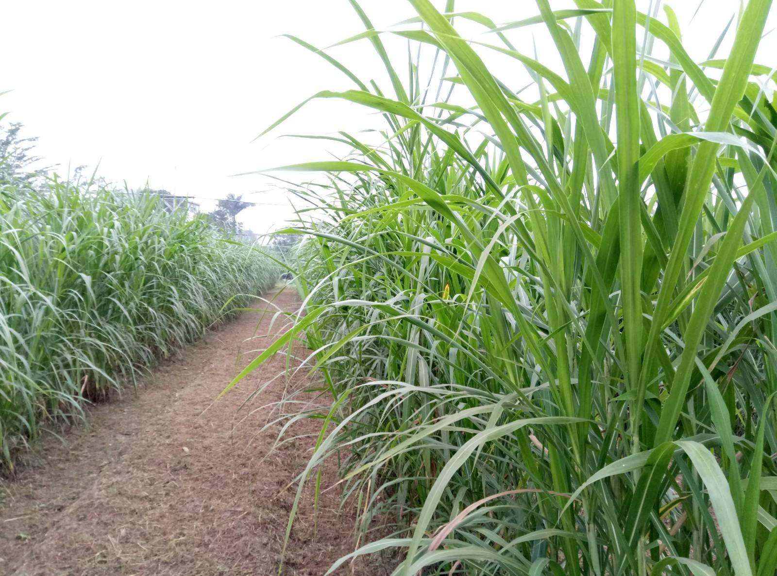 禽畜養(yǎng)殖的牧草來了 它比皇竹草優(yōu)質(zhì),這么搞養(yǎng)殖劃算嗎