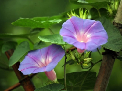 牽牛花花期是幾月份？