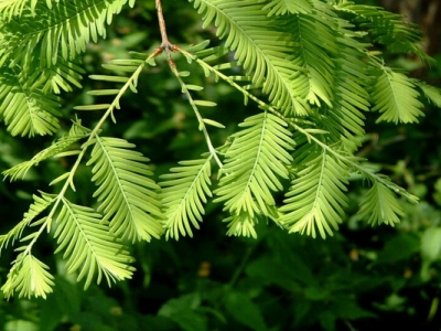 水杉種子幾天發(fā)芽？