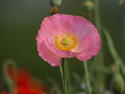 虞美人種子幾天能發(fā)芽？