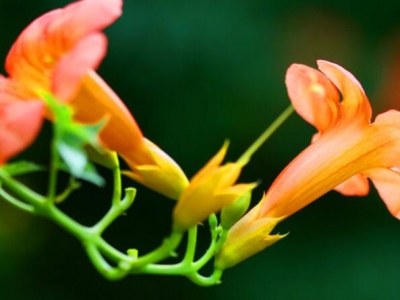 美國(guó)凌霄花花期有多長(zhǎng)