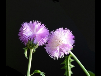 香矢車菊多久發(fā)芽