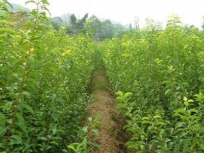 李子樹(shù)耐寒多少度