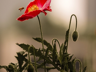 虞美人鮮花花期多長時(shí)間