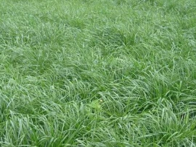 黑麥草種植澆水頻繁嗎